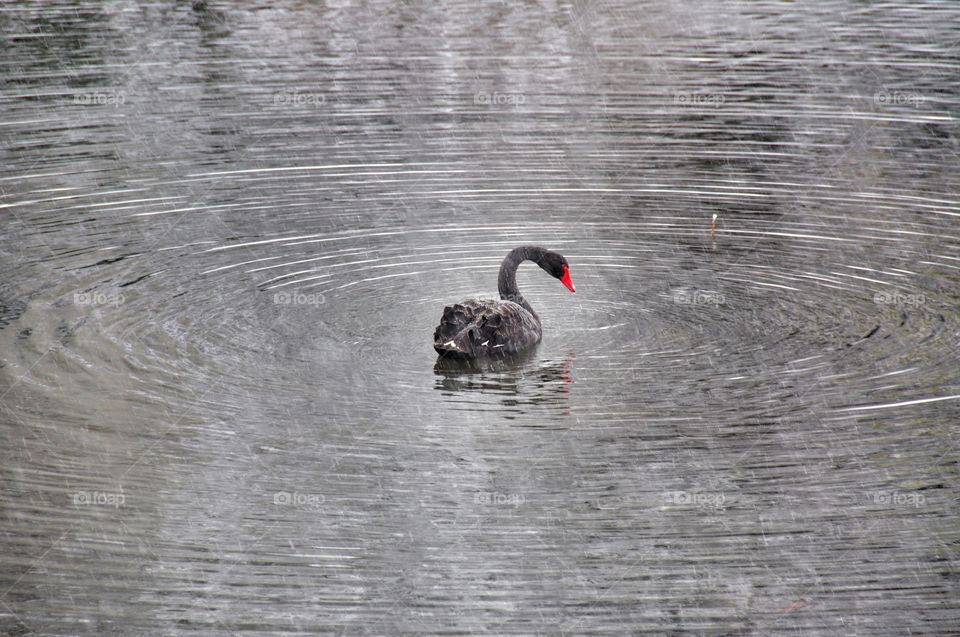 Black swan. Black swan in autumn lake and rain