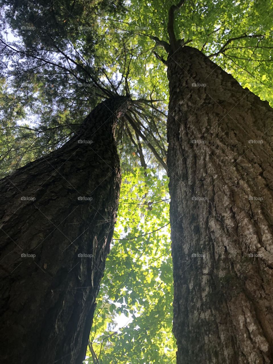 close up on old trees in southern ontario 