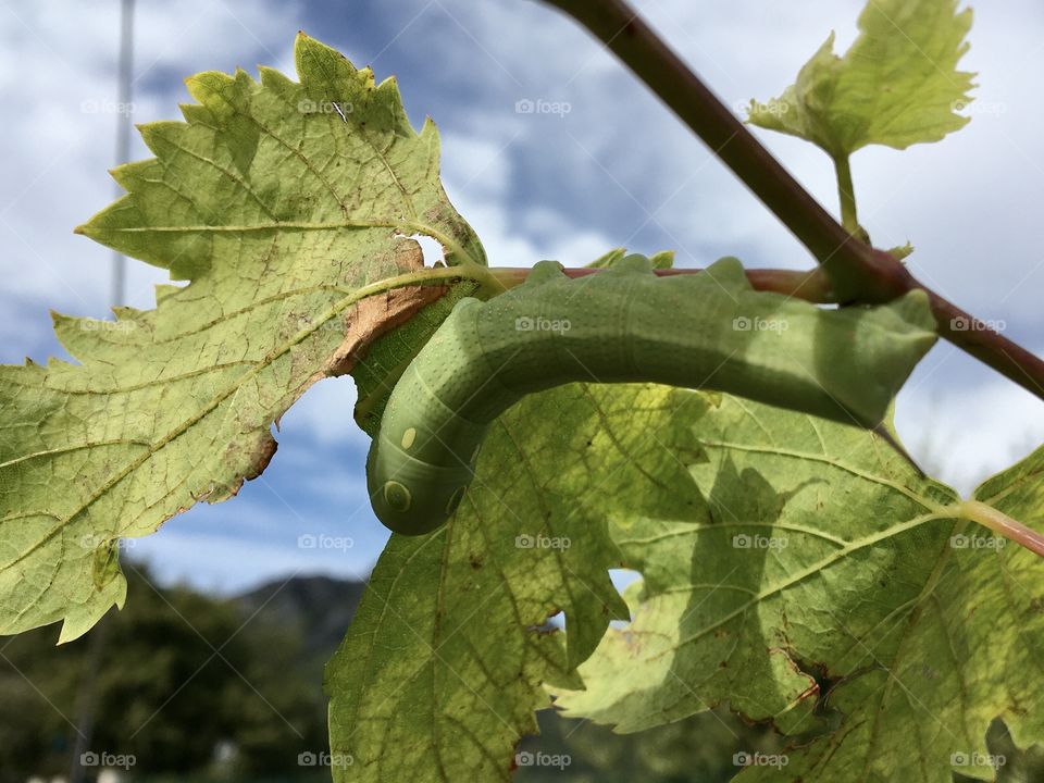 Green caterpillar on vineyard 
