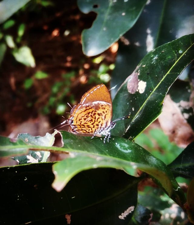 butterfly
