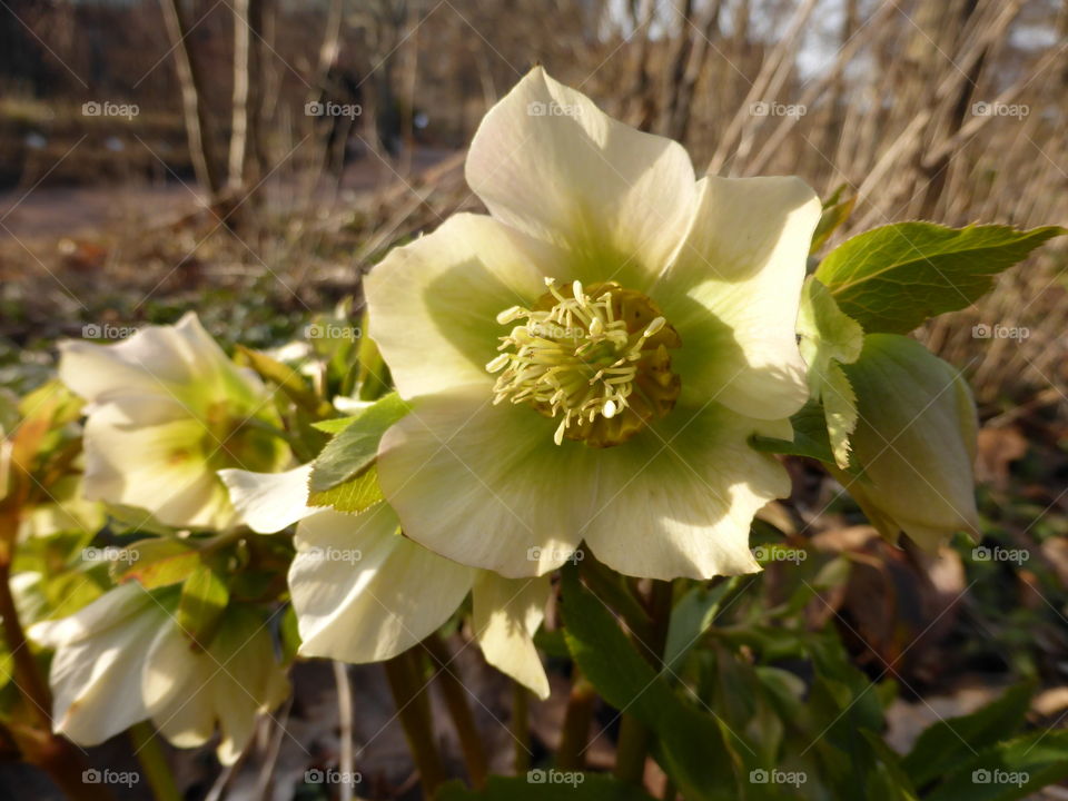 christmas rose