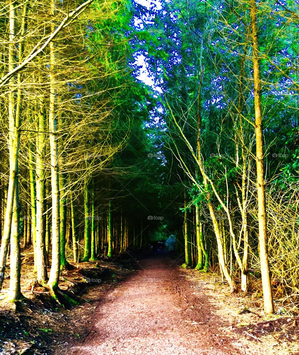 He we are in the deep dark woods - what will we find? The Highway Rat perhaps? Haldon forest is south of Exeter and covers a large area. We look forward to exploring more of it natural beauty 