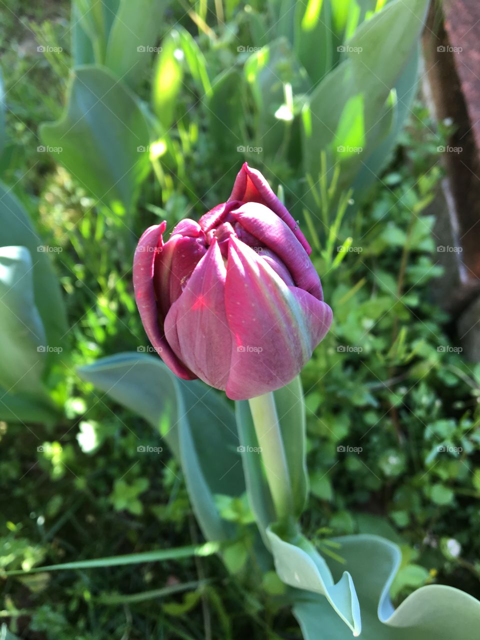 Spring tulip