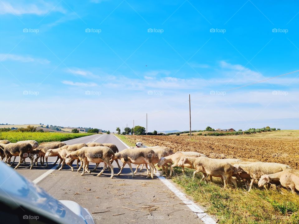flock of sheep with Abruzzese shepherd dog crosses the road