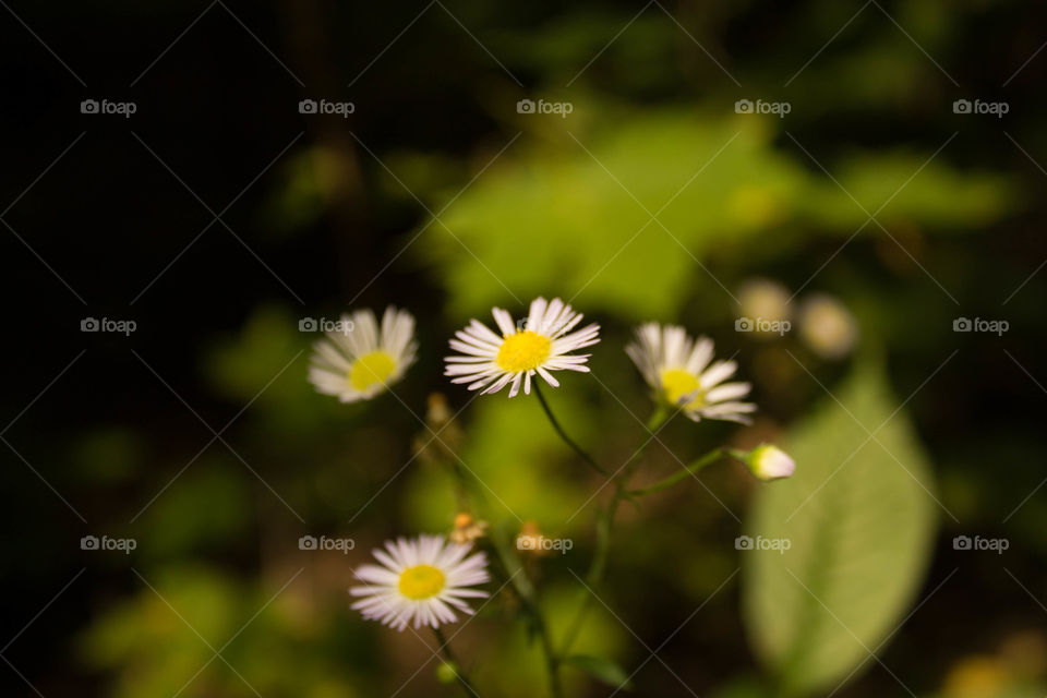 Chamomile tender against a green bokeh