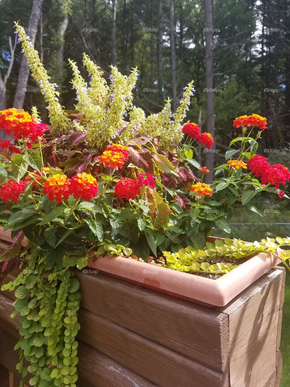 flower box in the fall