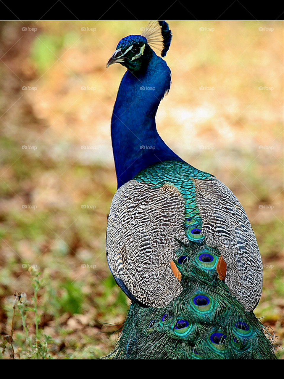 Peacock Feathers. This beautiful bird is a constant feature in our church parking lot! ~He, his rival, and the hens they fight over!