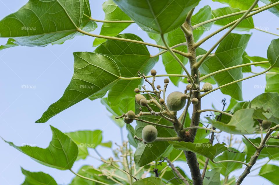 Candlenut On Tree