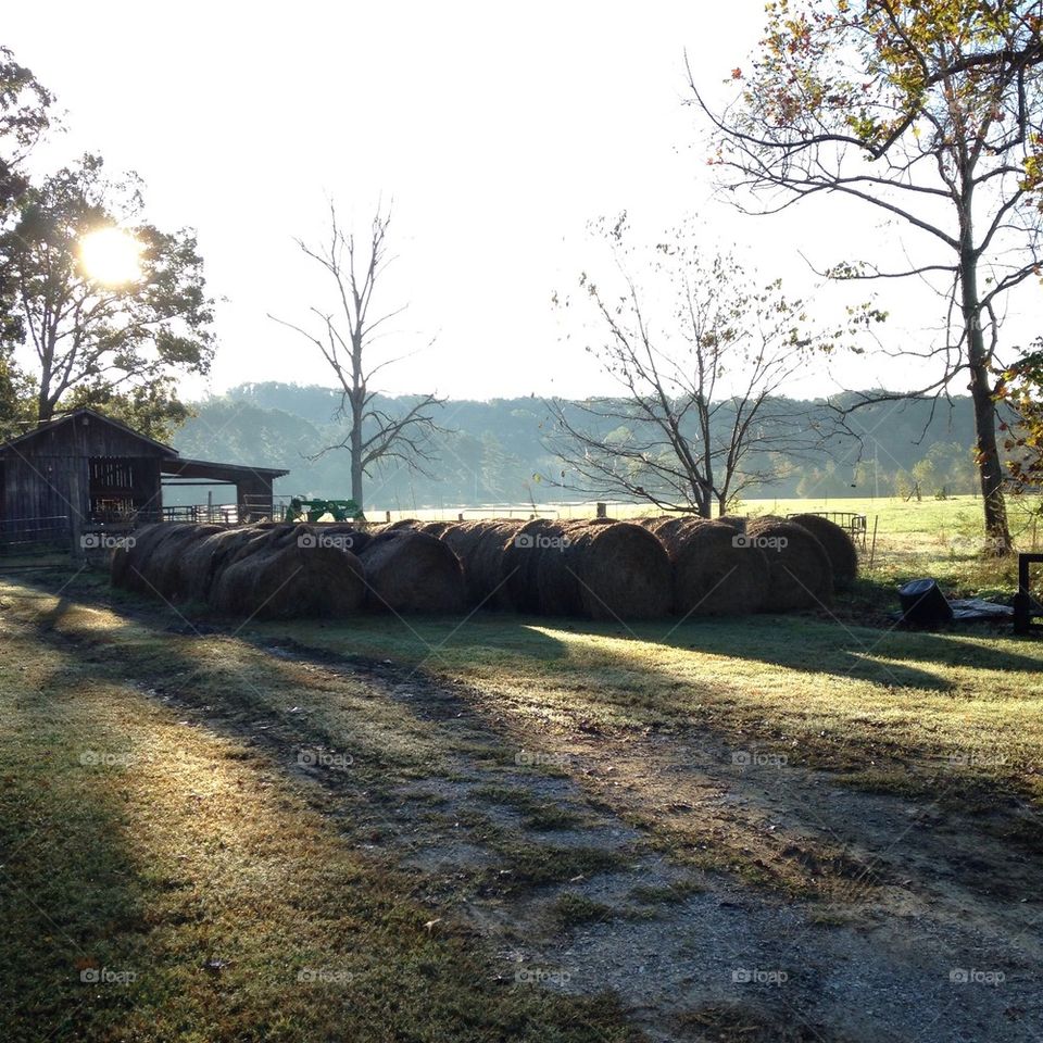 Country Mornings 