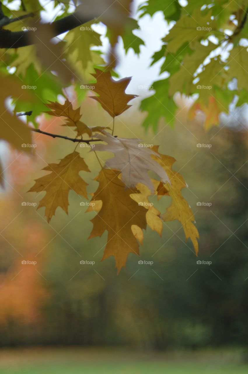 Autumn oak