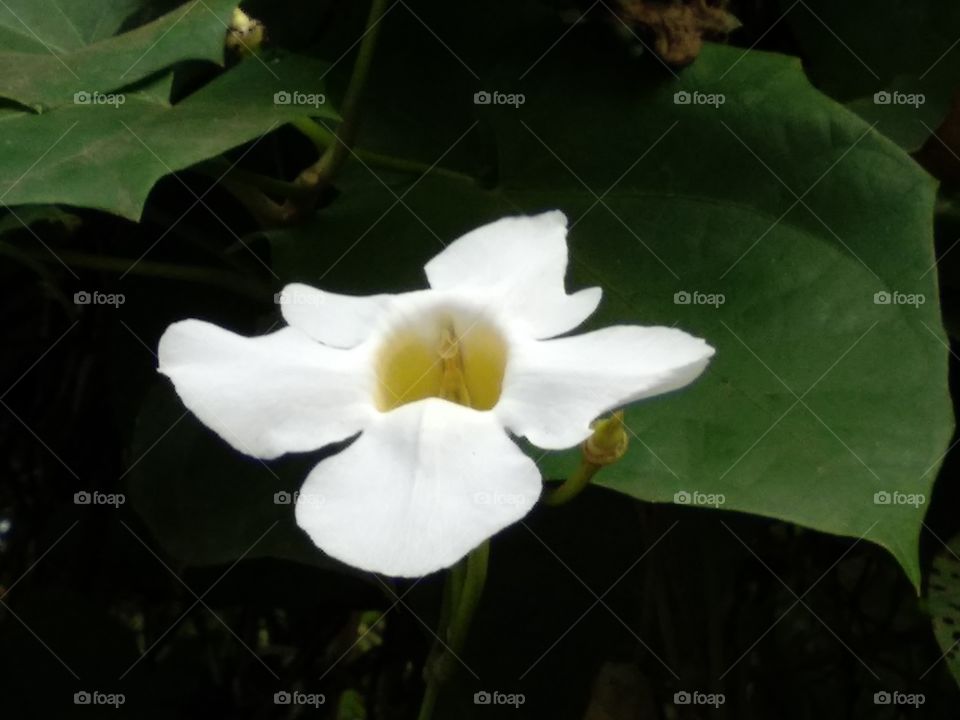 White Vines Flower