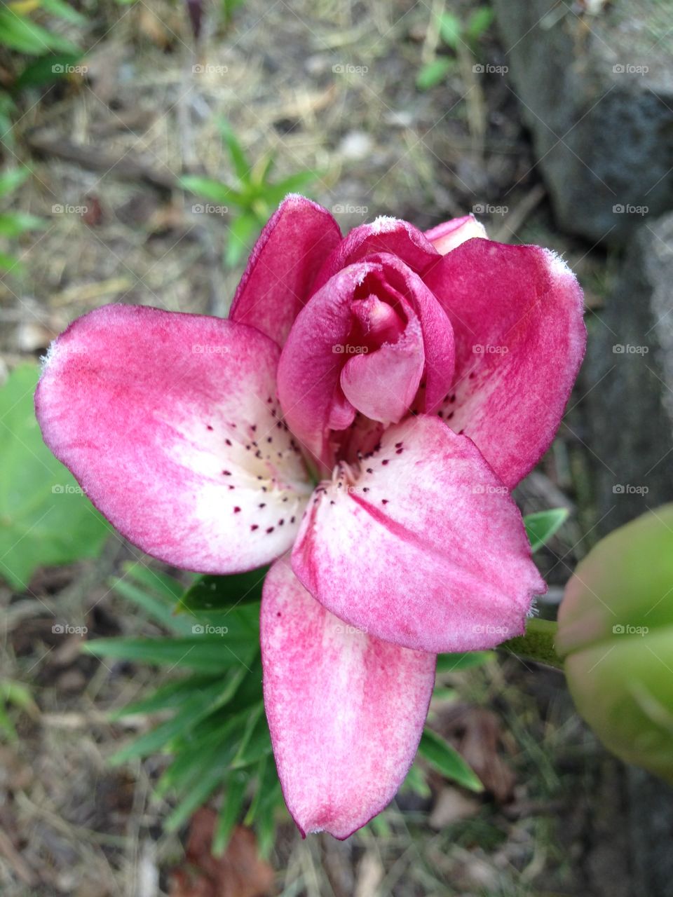 Close-up of pink flower