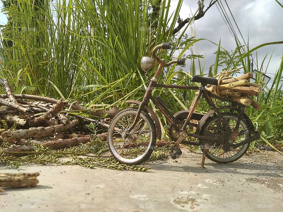 Looking for firewood