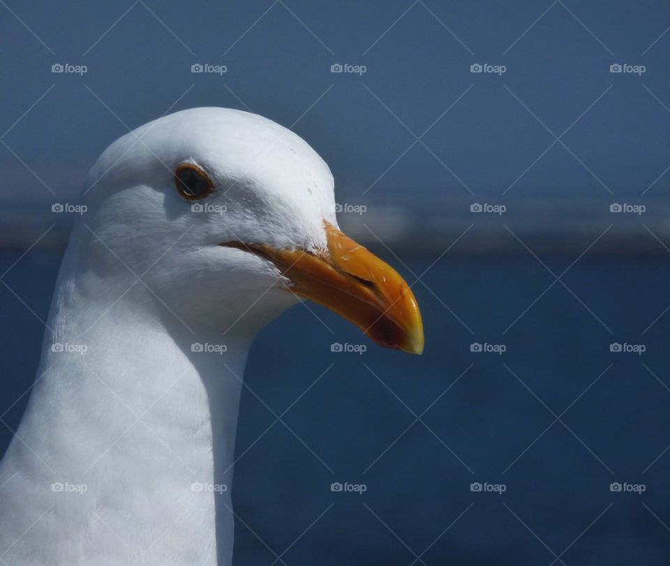 Seagull