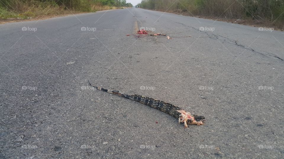 Tail of varanus salvator around remains itself on the road because of accident of human