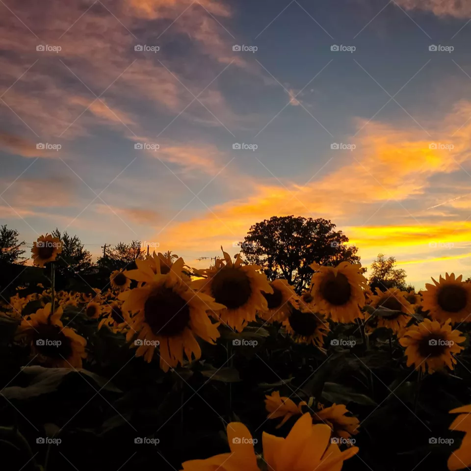 skys