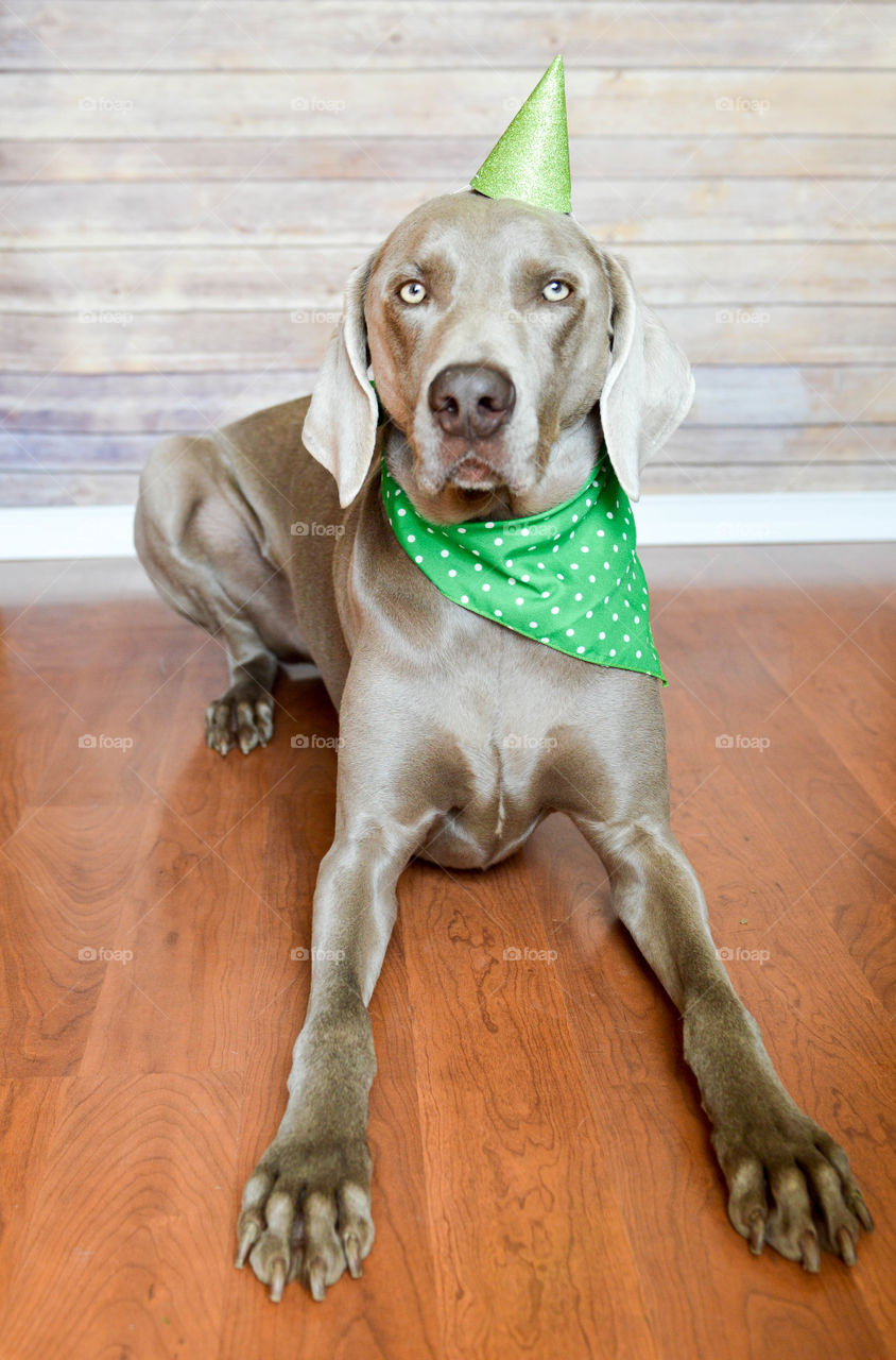 Dog dressed in green party accessories