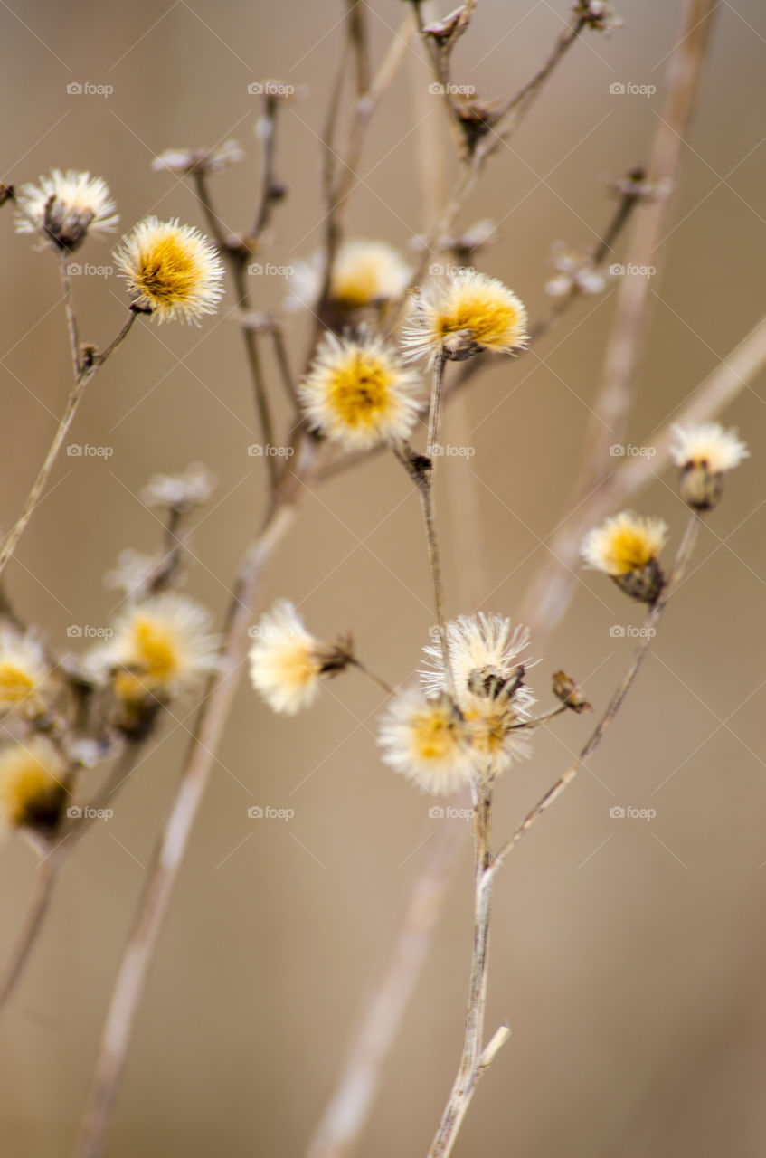 Yellow in the Winter