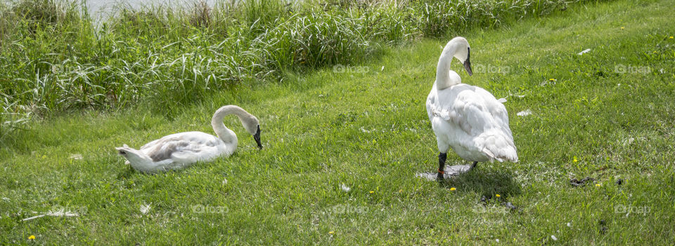 2 Swans taking a break and eating some grass. Then they are going to go swimming in the lake