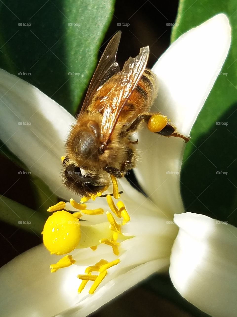 close up of a bee on a lemon tree flower