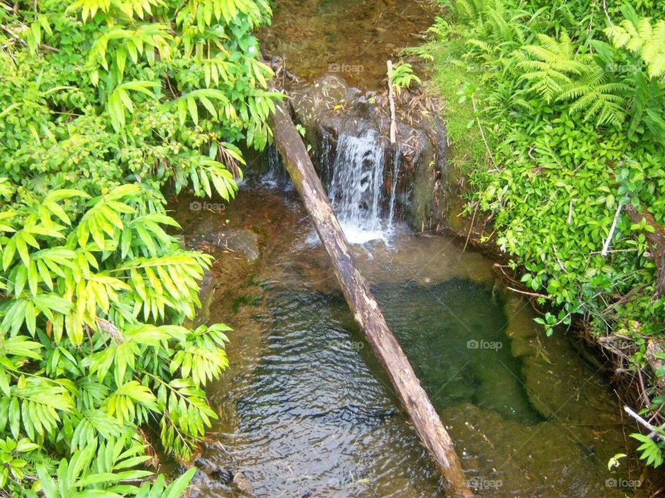 Hawaiian Stream