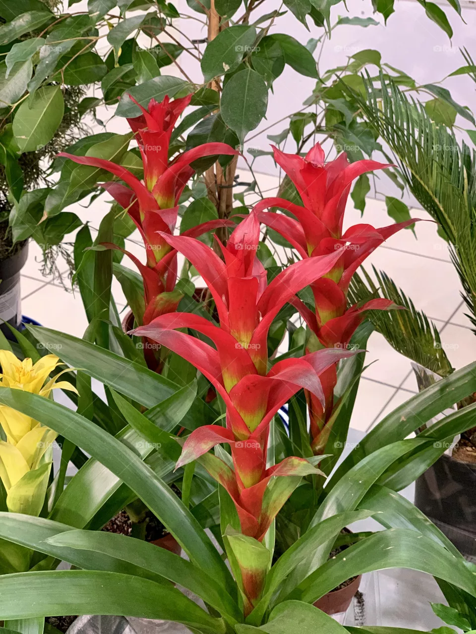 Plants
