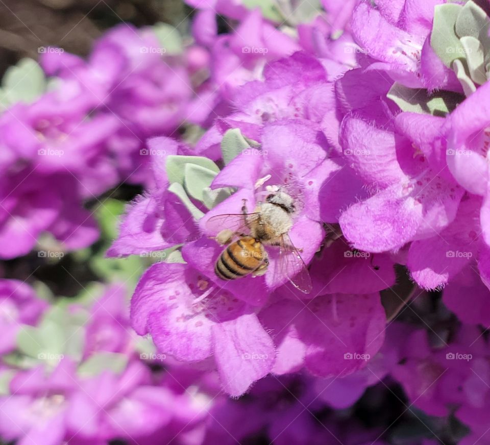 Honey Bees are essential for pollination.