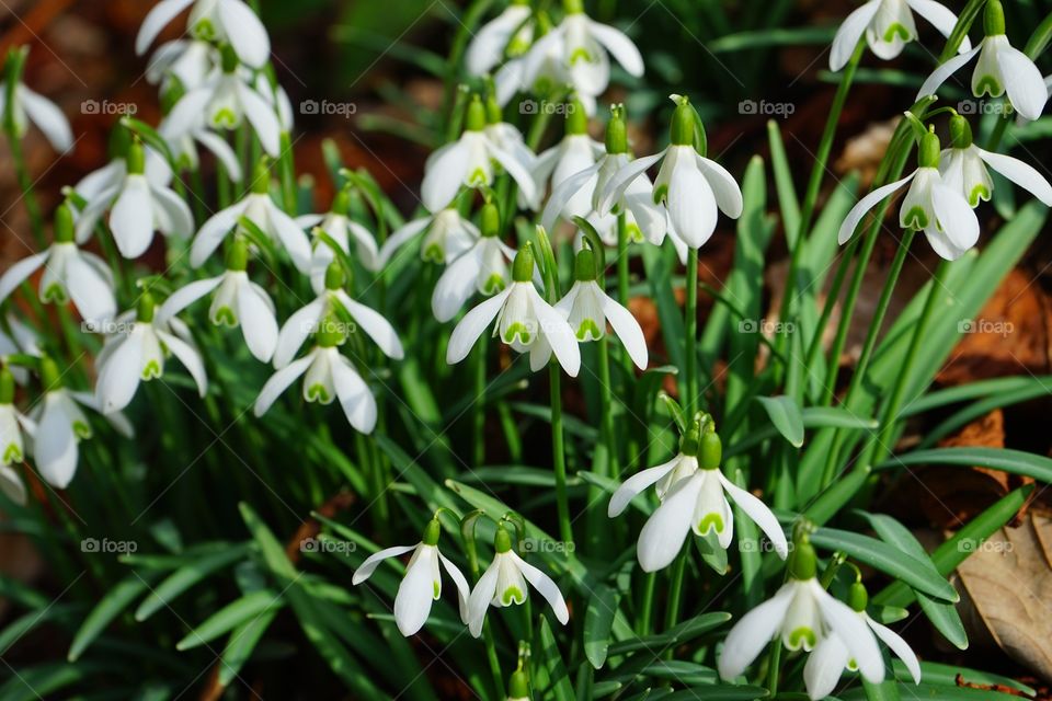 Close-up of snowdrop flowers