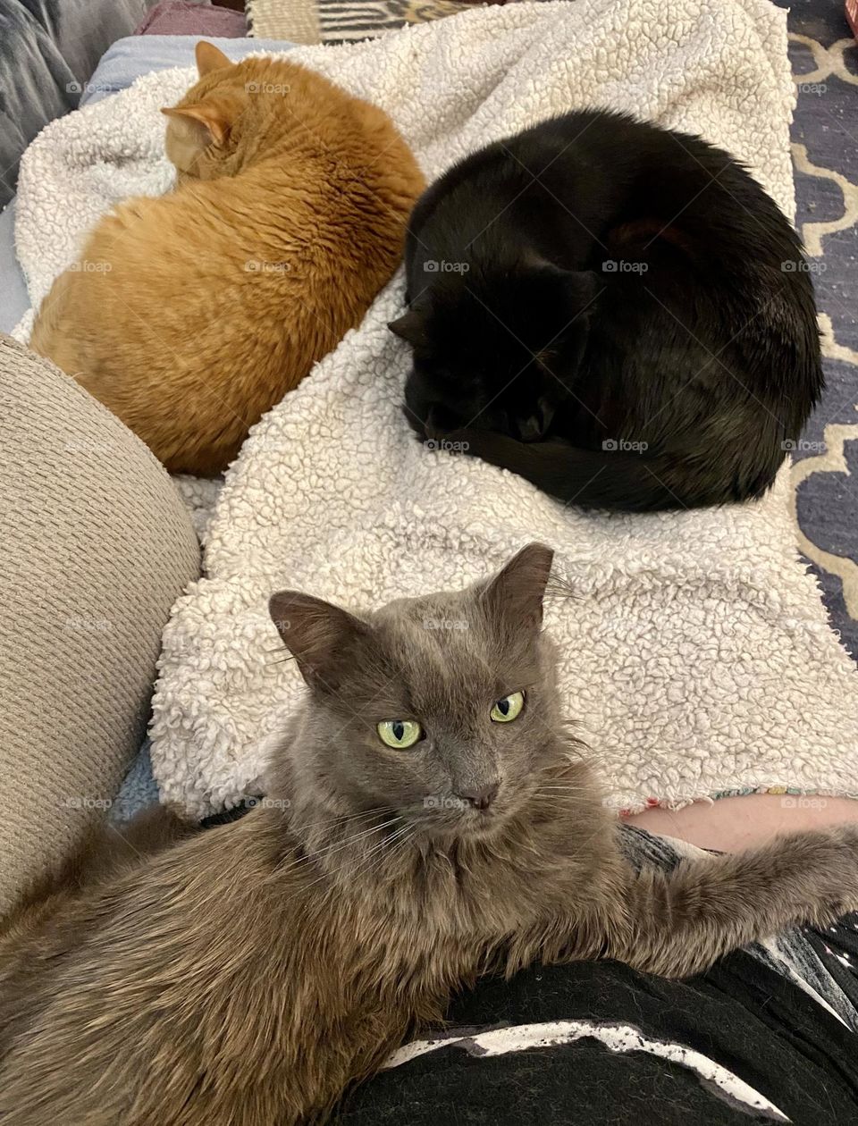 Three cats sitting together in a blanket with their person