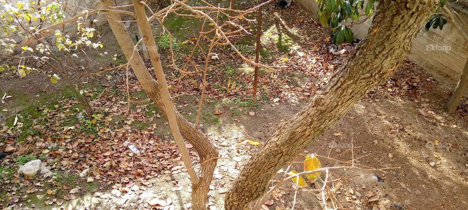 the garden of the house in the autumn