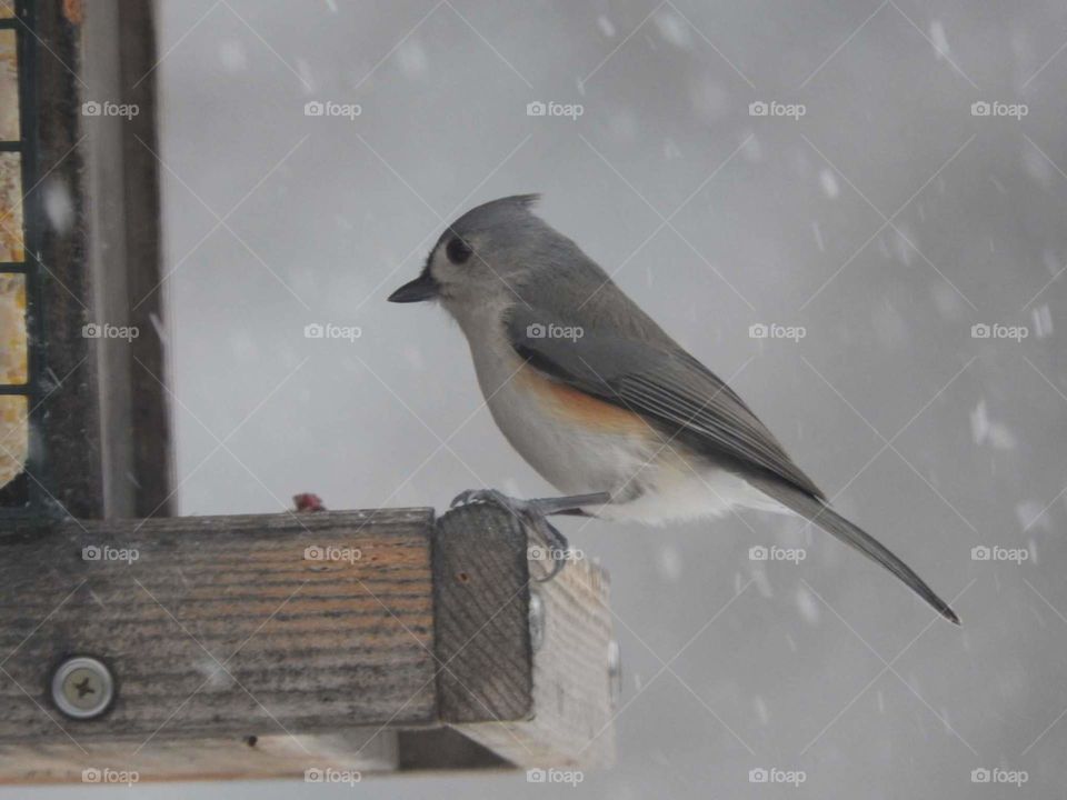 Titmouse