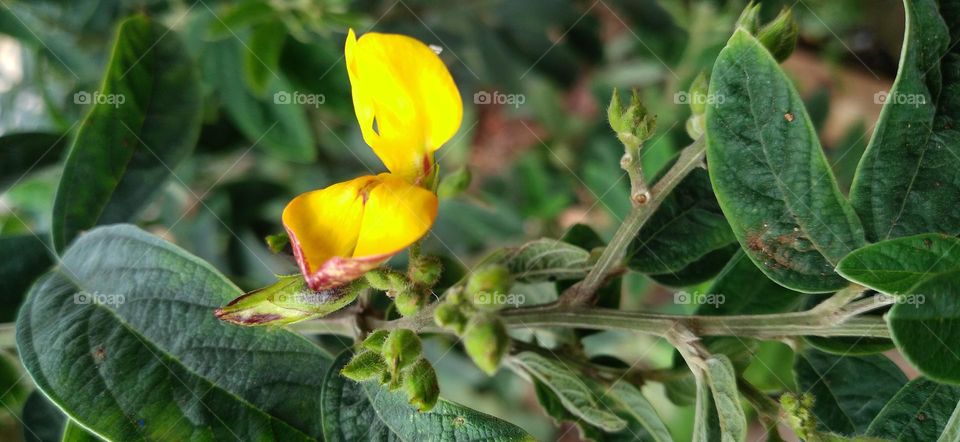 Beautiful yellow flowers to decorate the garden