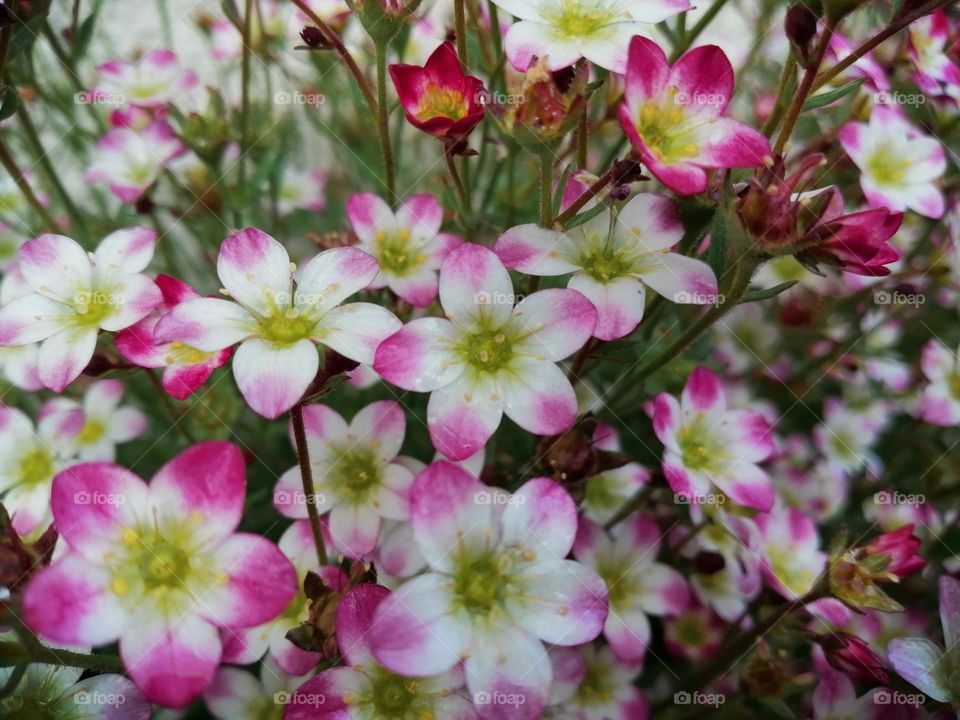 Pink and white flowers