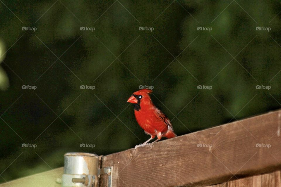 Red Robin