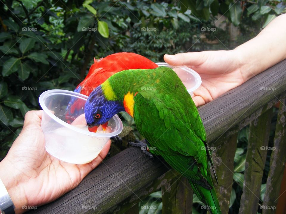 Rainbow Lorikeet