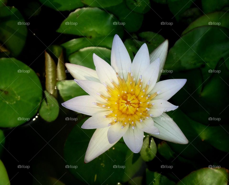 water lily