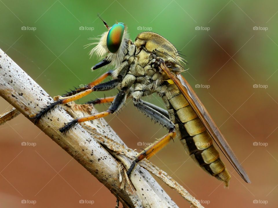 Robberfly / Asilidae
Macro Insect
Nature Close Up
Taken at Semarang, Central Java, Indonesia