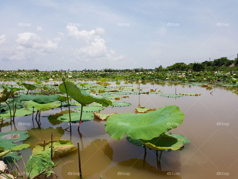 lotus farm cambodia