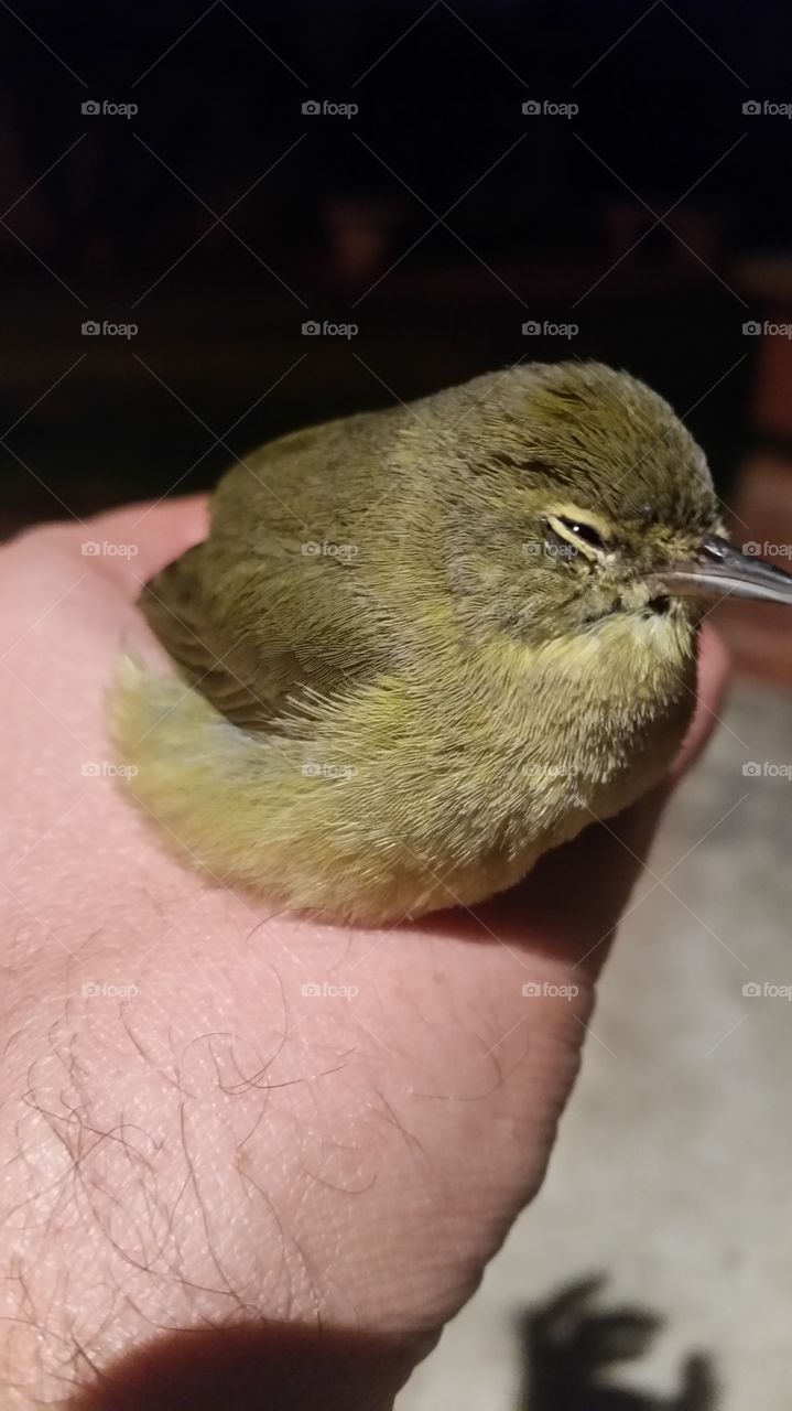 baby bird rescued
