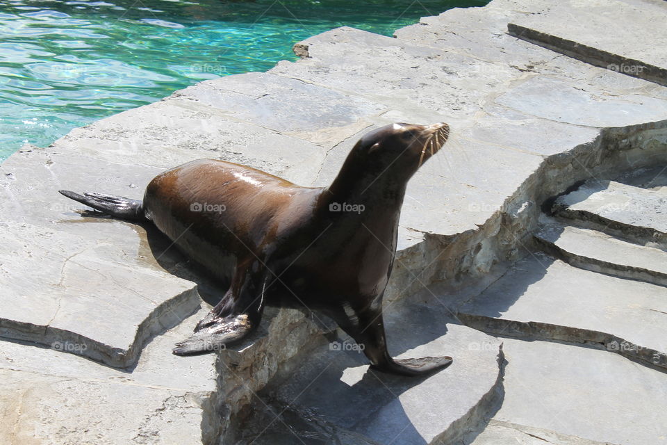 Seelöwe weiblich  - sea lion female