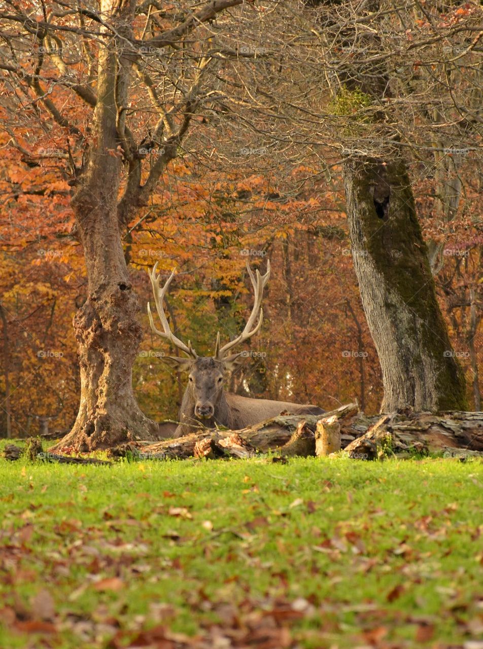 A deer sitting in a beautiful autumn park
