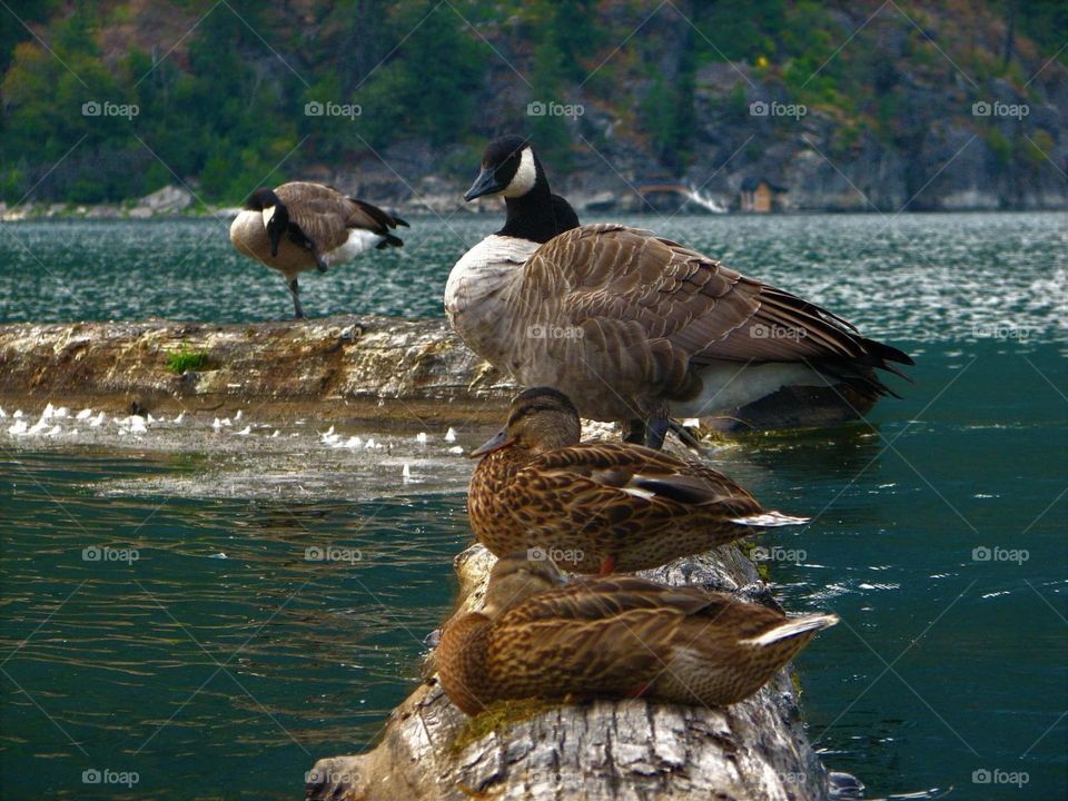 Bird staircase at Nelson 
