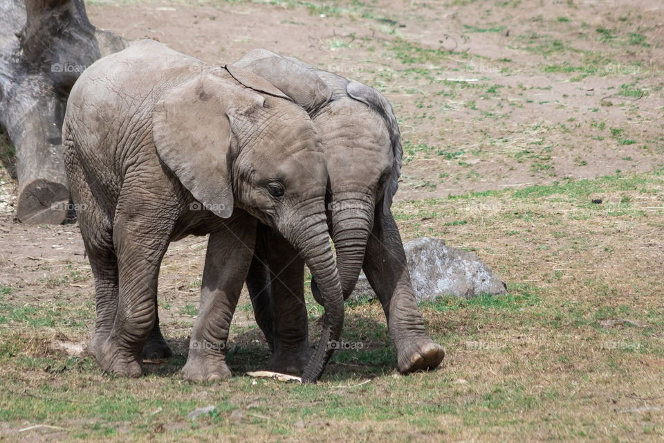 Best friends , two baby elephants , bästa vänner, två elefantungar 