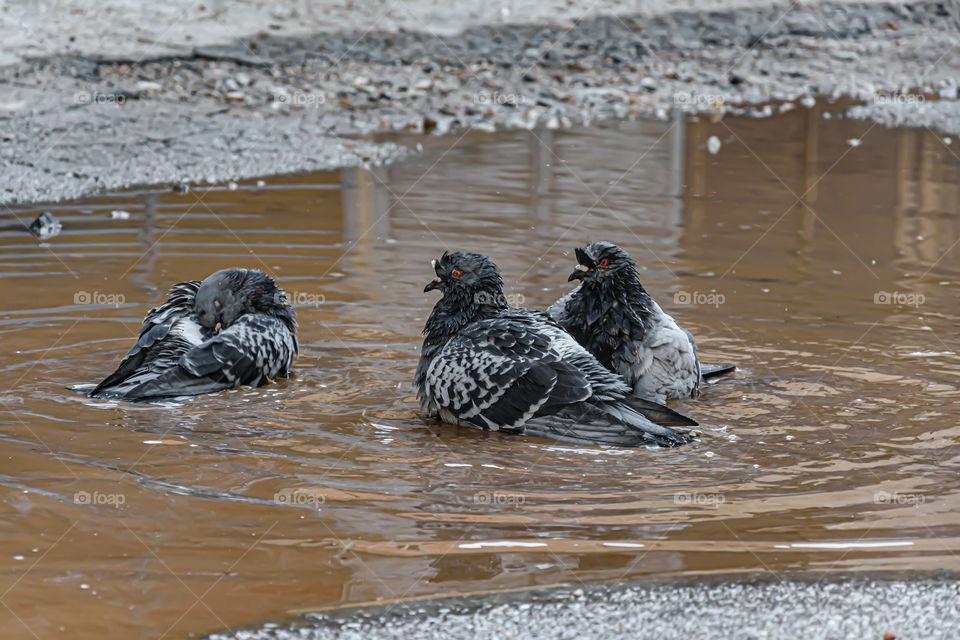 Pigeons get bath