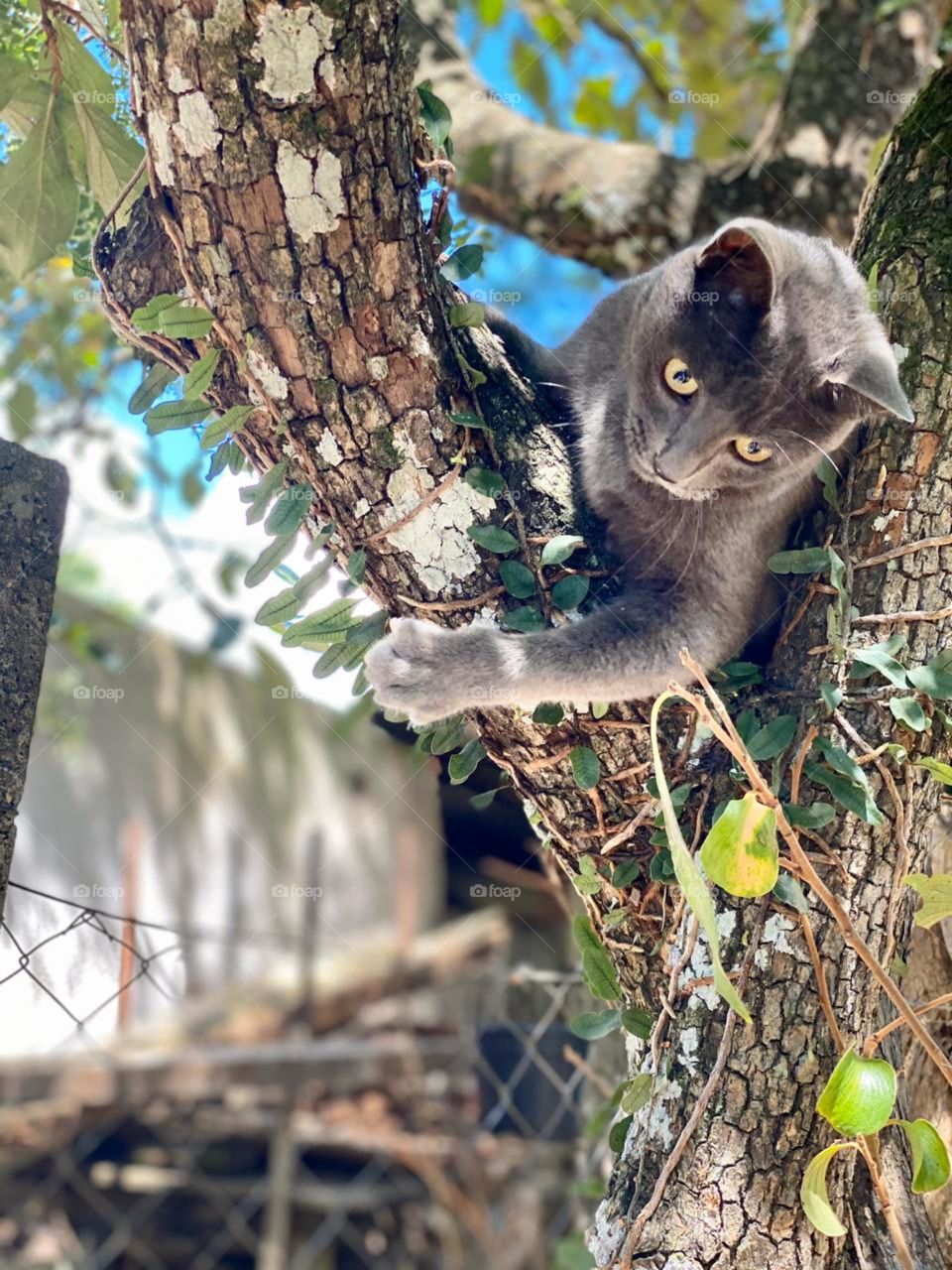 lindo gato na árvore