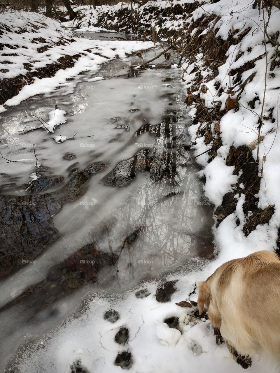 A dog exploring a frozen creek in winter.