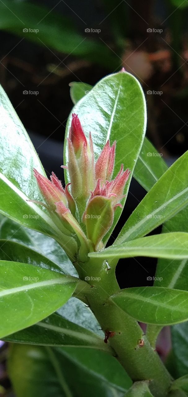 the red frangipani adenium flower is so beautifulr