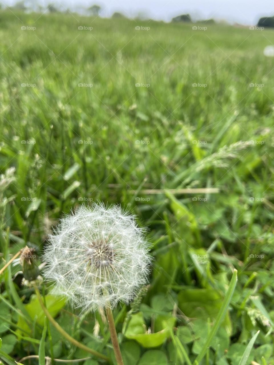 A lone dandelion in a field of green grass in a local park. Some think these are just weeds and a nuisance, but, to me, they are beautiful, wild flowers that remind me of childhood when we would pick them and blow the seeds. Now I let them be. 
