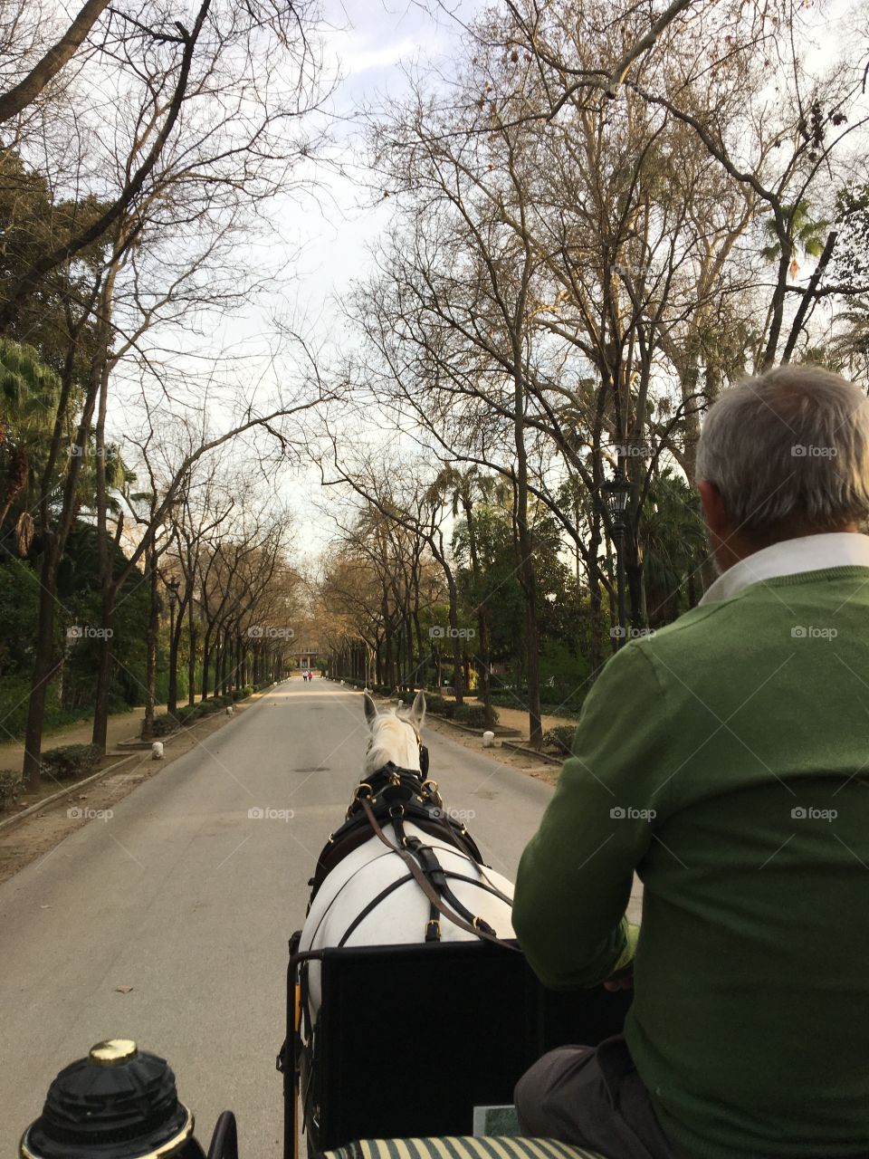 Road trip with horse carriage 