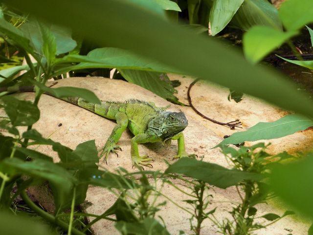 Green lizard